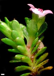 Veronica planopetiolata. Sprig. Scale = 1 mm.
 Image: W.M. Malcolm © W.M. Malcolm CC-BY-NC 3.0 NZ